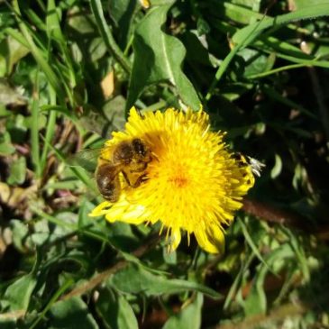 Nectar source: Dandelion