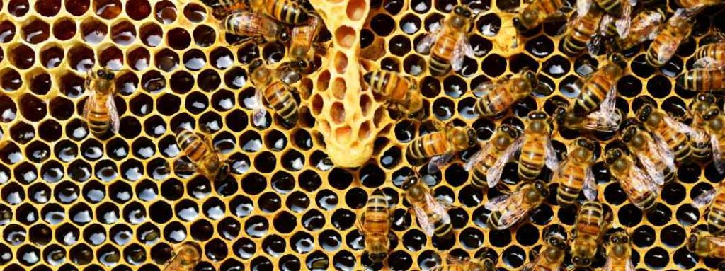 A frame from a beehive showing honeycomb cells, honeybees and a queen cell in the centre of the frame