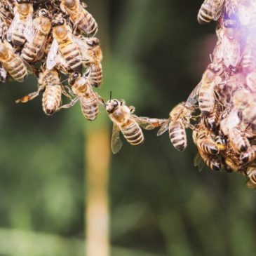 Beekeeper’s Diary – July 2024