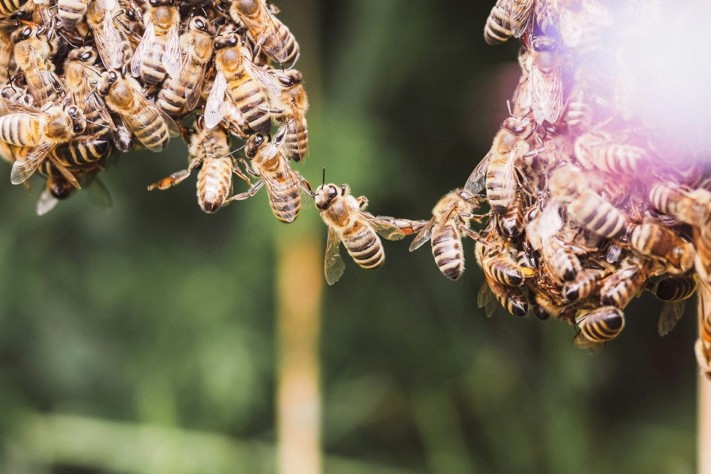 Two clusters of honey bees, one at at either side of the image, with a single honeybee linking the two by holding the legs of other bees.