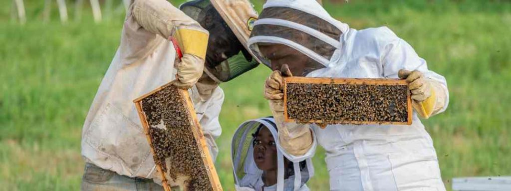 Two adults and a child in beesuits with fencing style hoods. The adults are inspecting beehive frames while the child looks on with an expression of fascination on their face.