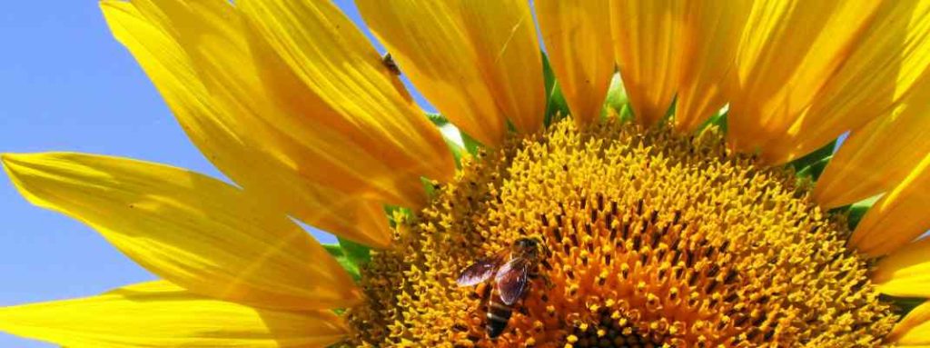 A cropped photo of a bright yellow sunflower against a blue sky. In the centre a honeybee forages on the florets of the flower.