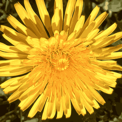 A close up of a bright yellow dandelion flower in sunshine