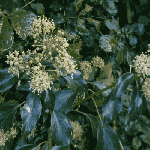 Sprays of ivy flowers with a bee foraging on them, and dark green shiny leaves wet with rain in the background