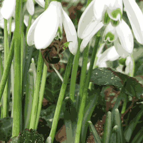 A honey bee sticking out of a white snowdrop flower, with other snowdrops surrounding it. The snowdrops are white with green frills.