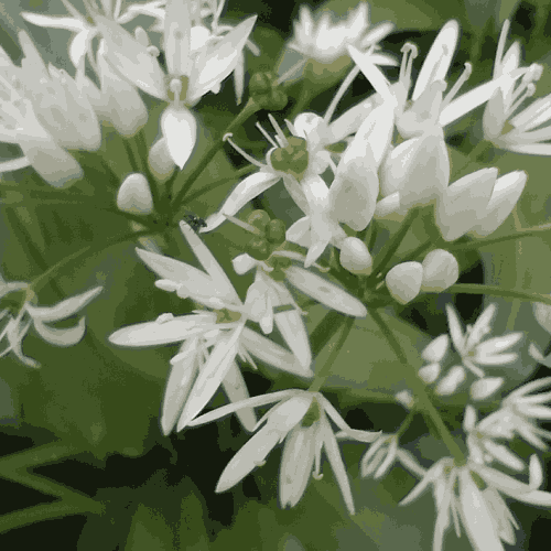 White starry flowers of wild garlic in closeup